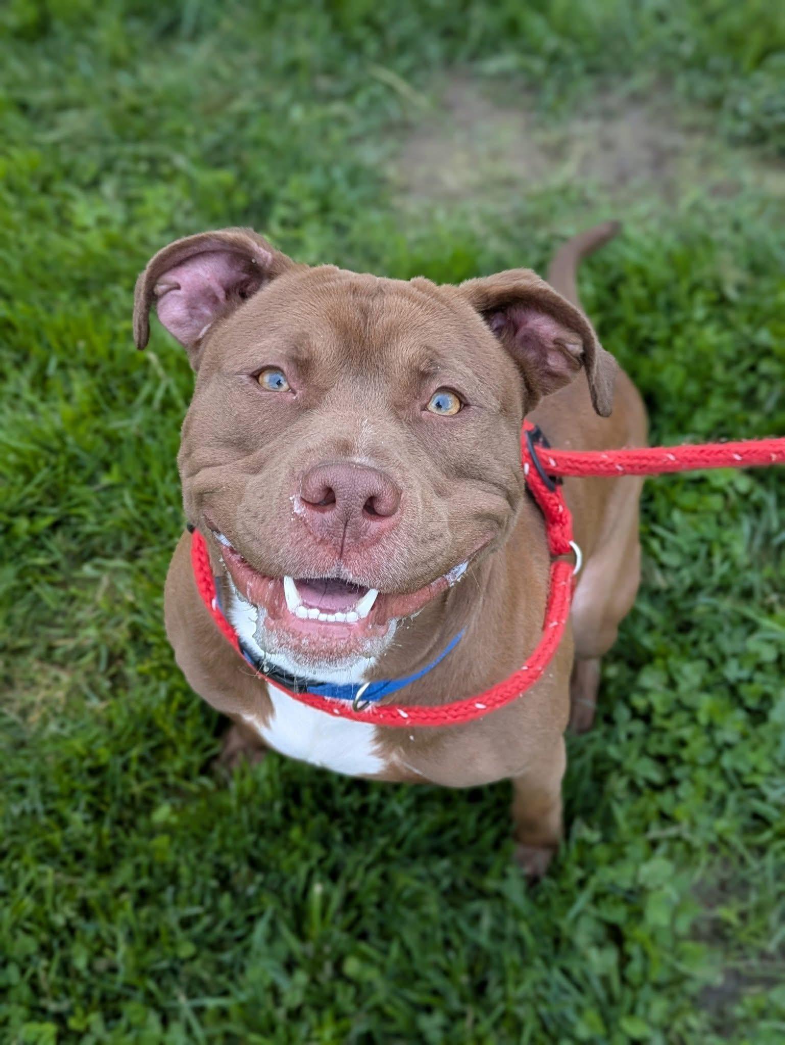 Keem, a Adoptable mixed breed image 5/5