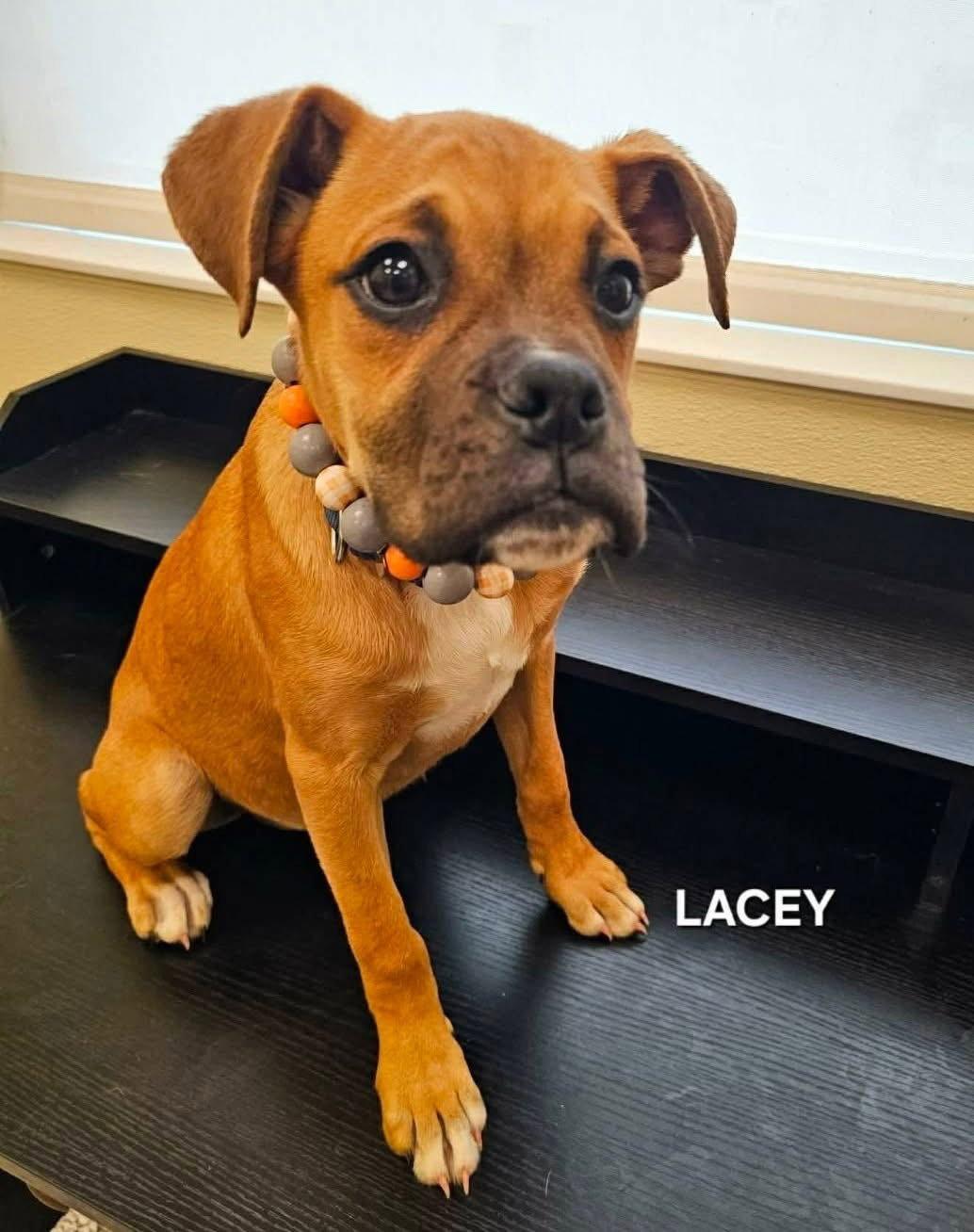 Enlarge Lacey, a Adopted Boxer in Monticello, NY image 1/1