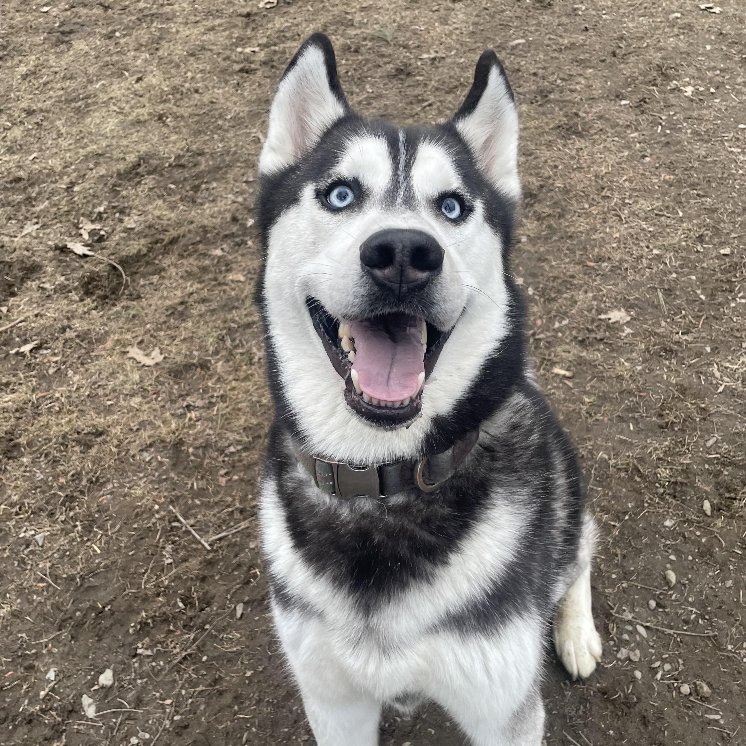 Enlarge Andy, a Adopted Siberian Husky in Bridgton, ME image 1/2