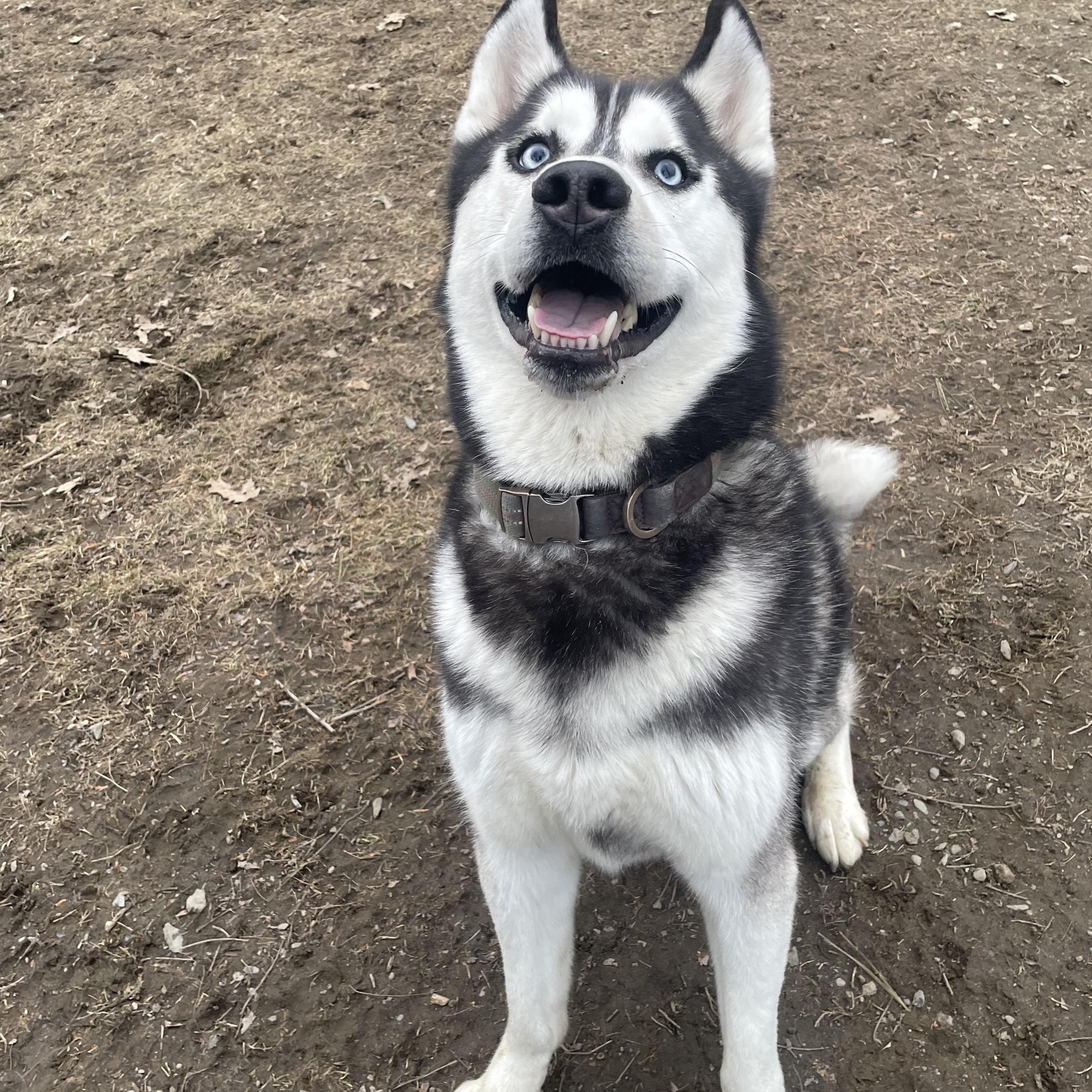 Enlarge Andy, a Adopted Siberian Husky in Bridgton, ME image 2/2