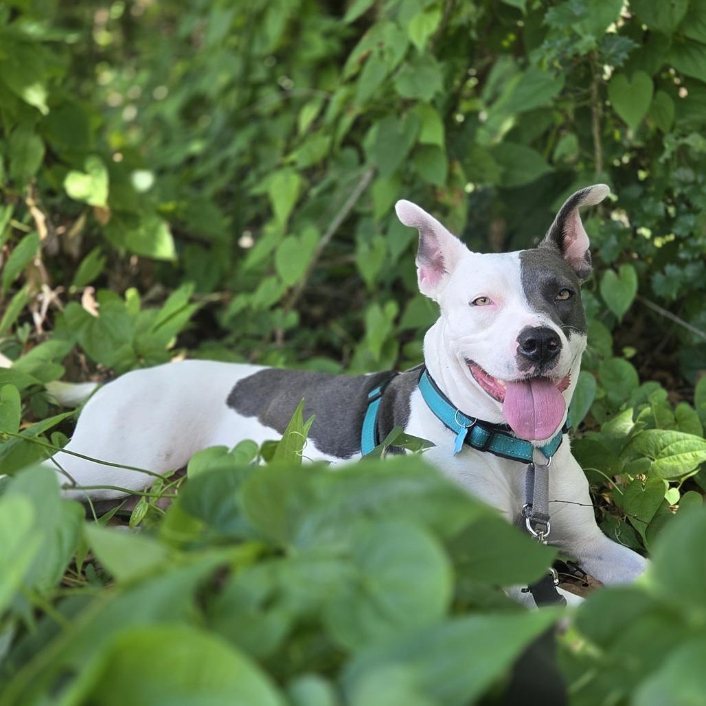 Enlarge Mitzi, a Adoptable Mixed Breed in Sarasota, FL image 1/6