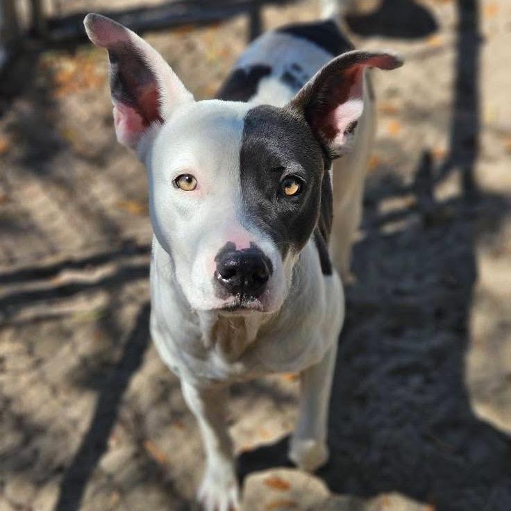 Mitzi, Adoptable, Adult Female Mixed Breed.