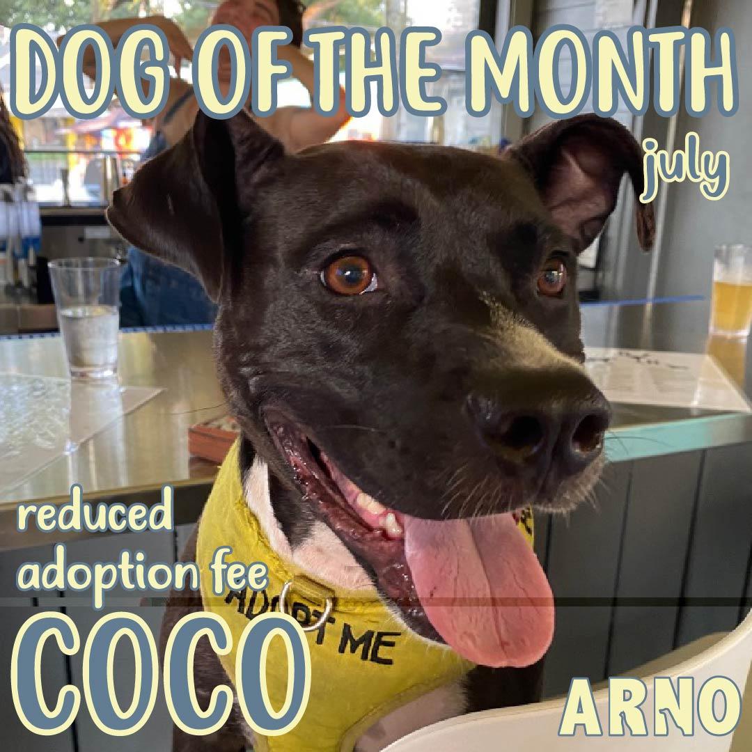 Coco (In Foster)