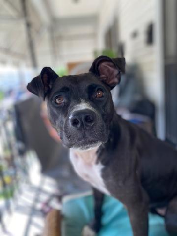 Coco (In Foster), Adoptable, Adult Female Boxer & Hound.