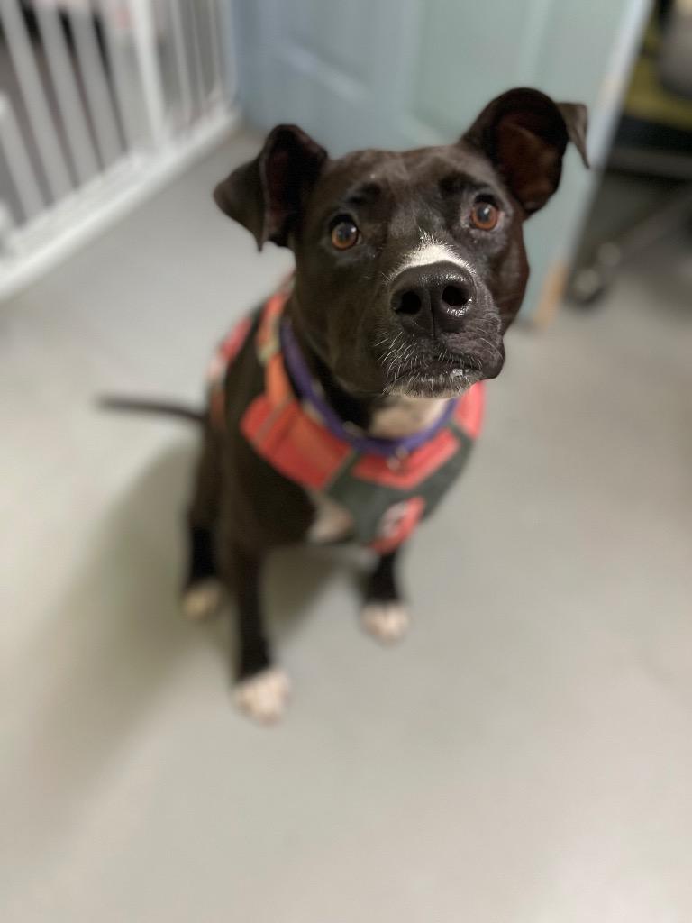 Enlarge Coco (In Foster), a Adoptable mixed breed in New Orleans, LA image 2/6