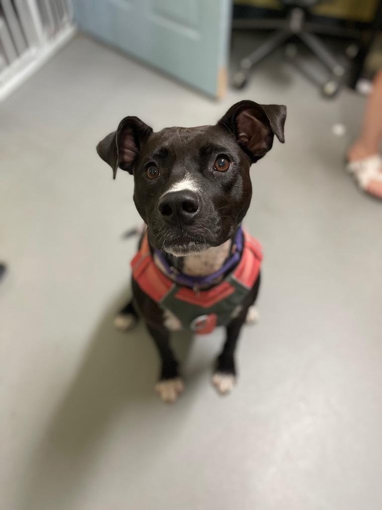 Coco (In Foster), a Adoptable mixed breed in New Orleans, LA image 2/6