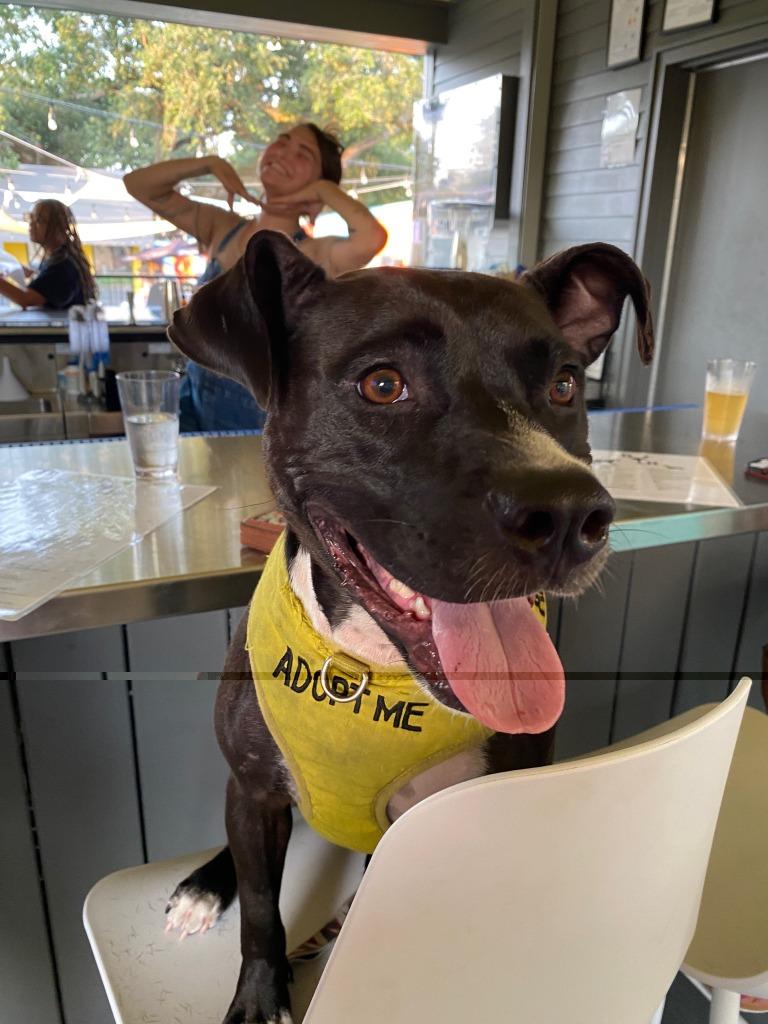 Coco (In Foster), a Adoptable mixed breed in New Orleans, LA image 4/6