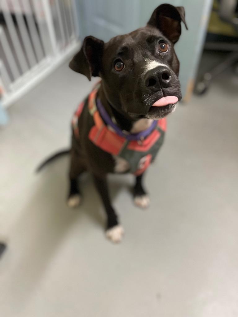 Enlarge Coco (In Foster), a Adoptable mixed breed in New Orleans, LA image 5/6