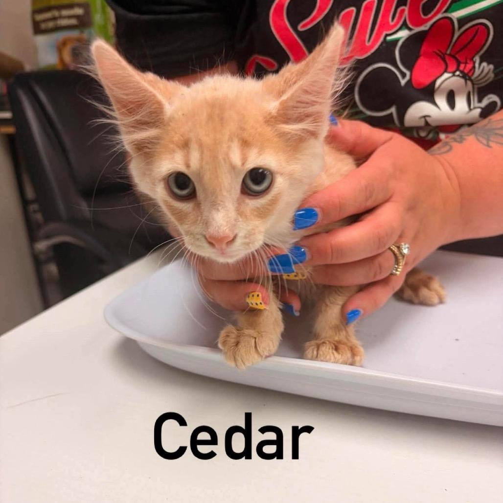 Enlarge Cedar, a Adoptable Domestic Short Hair in Chillicothe, IL image 1/1
