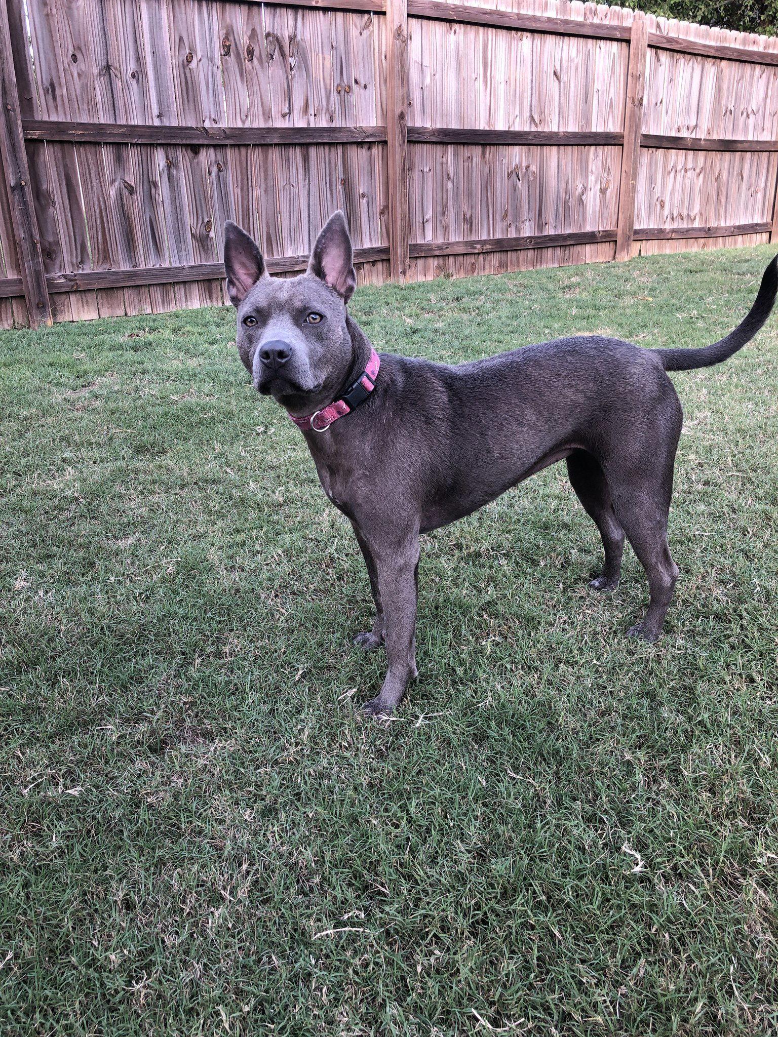 Gimlet, Adoptable, Young Female Terrier.