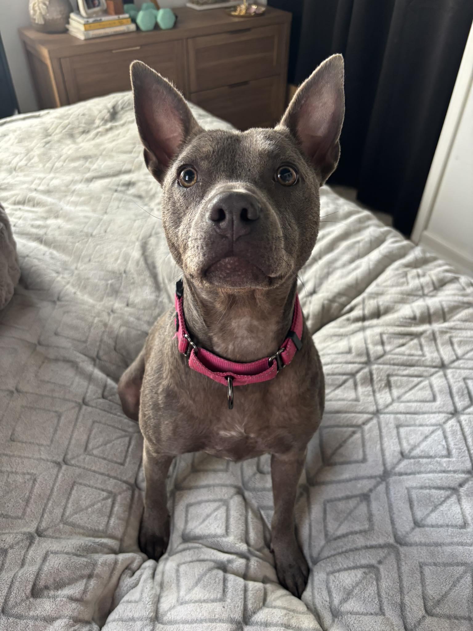 Gimlet, Adoptable, Young Female Terrier.