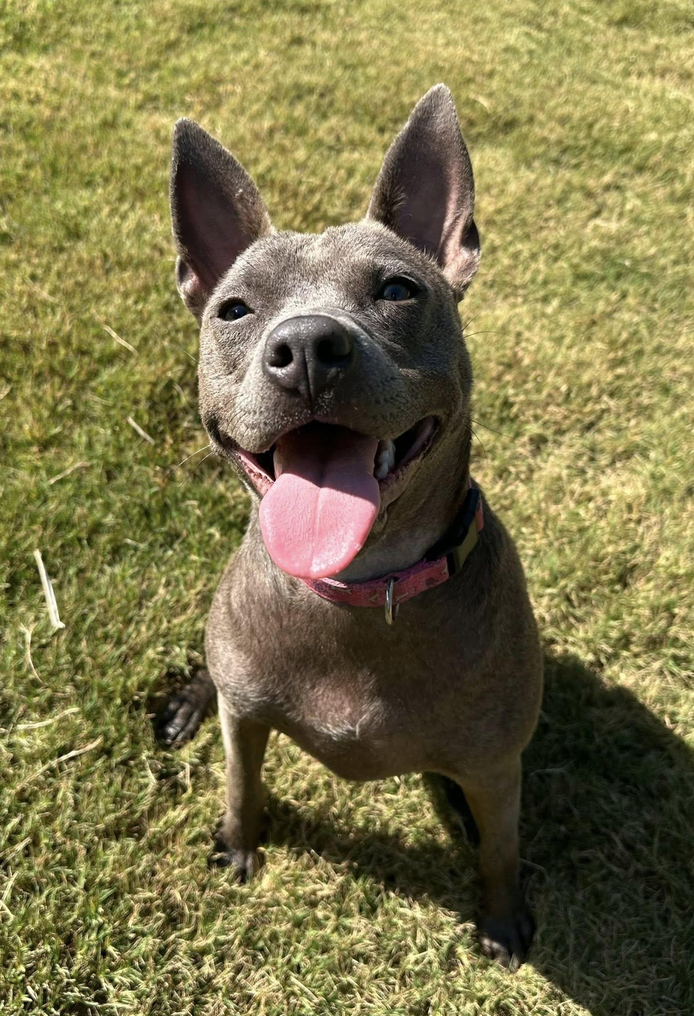 Gimlet, a Adoptable Terrier in Greenville, SC image 2/3