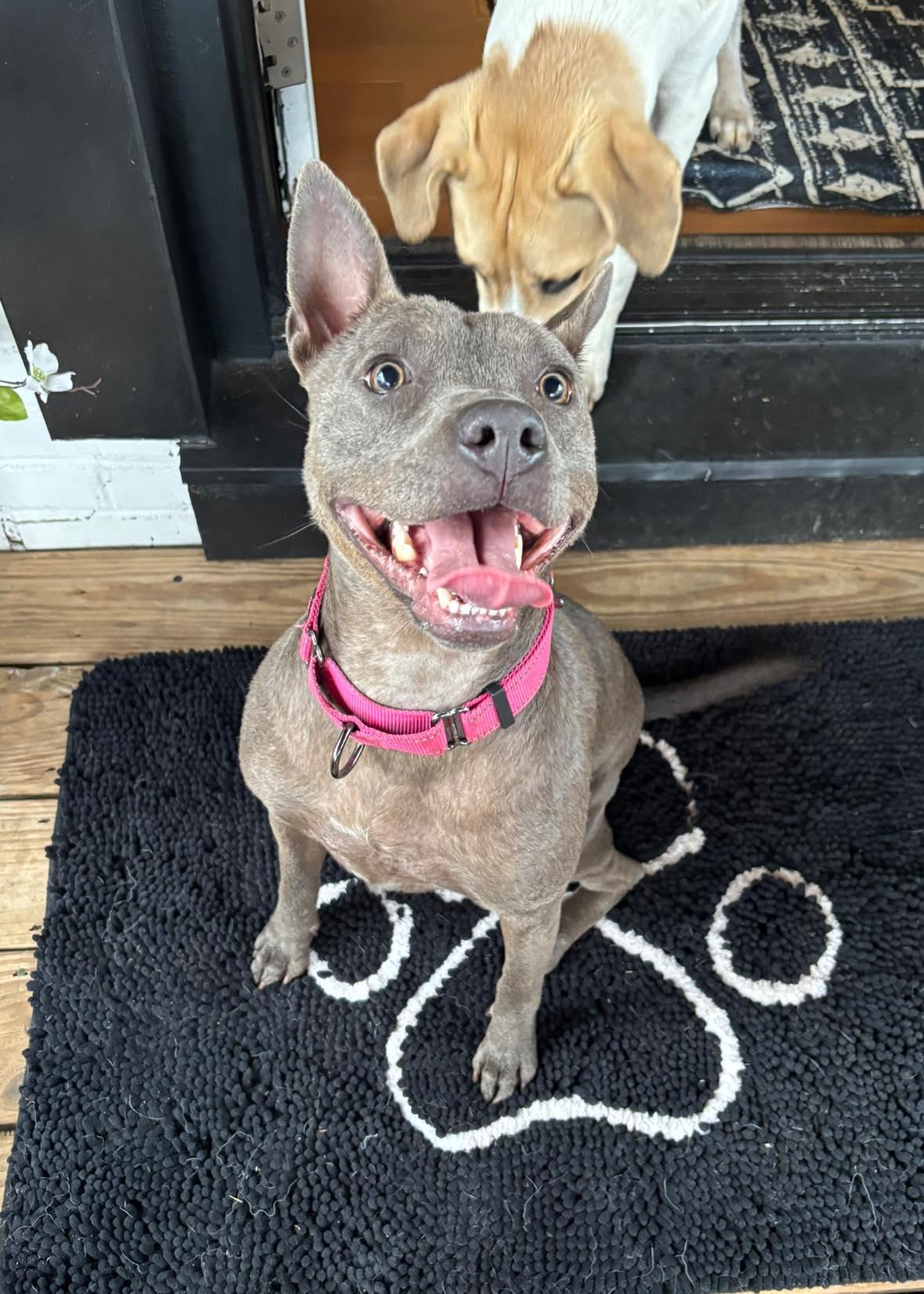 Enlarge Gimlet, a Adoptable Terrier in Greenville, SC image 2/3