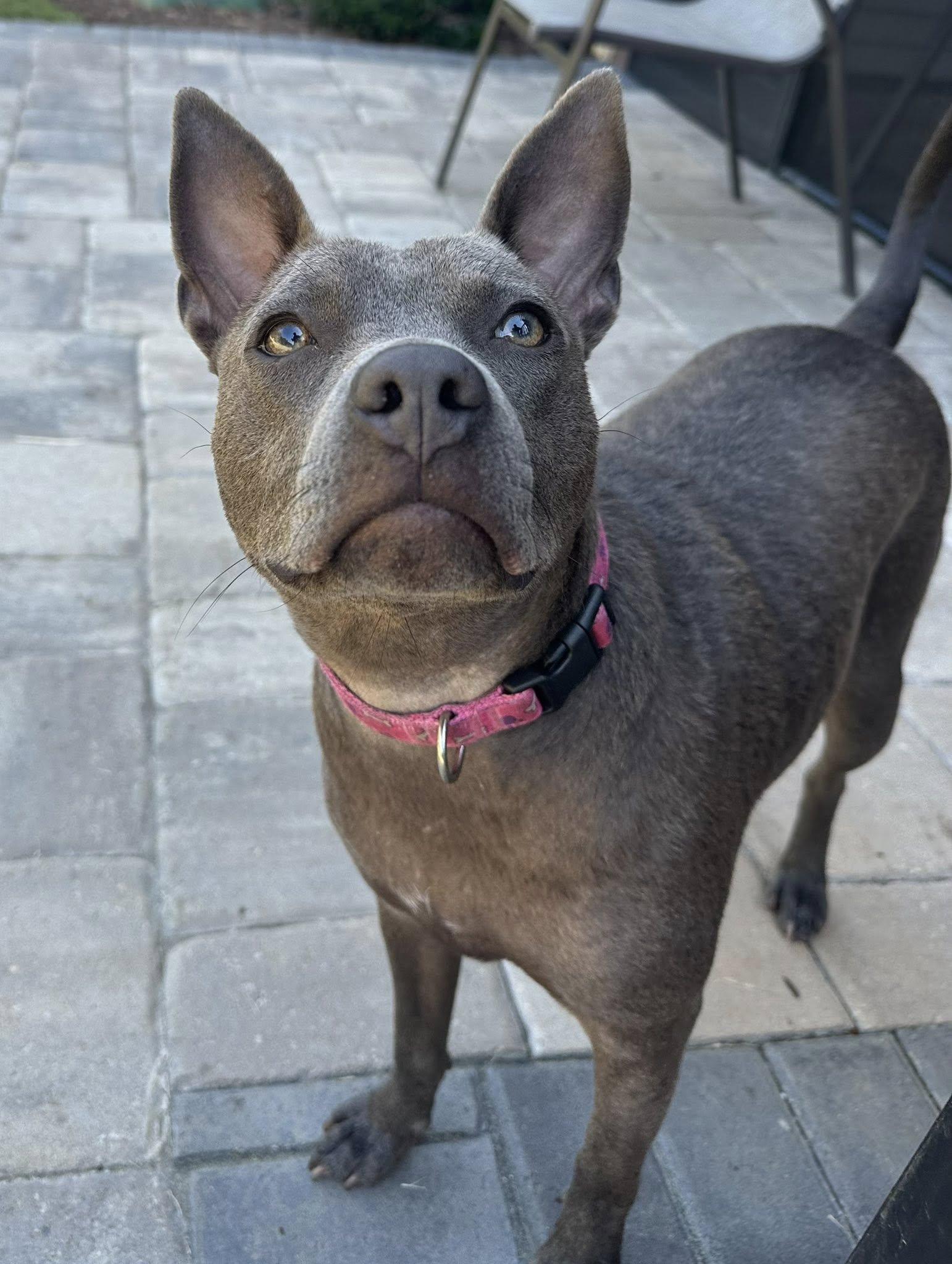 Gimlet, a Adoptable Terrier in Greenville, SC image 3/3