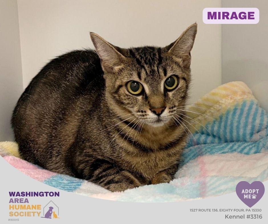 Mirage, ADOPTABLE, Adult Female Domestic Short Hair.