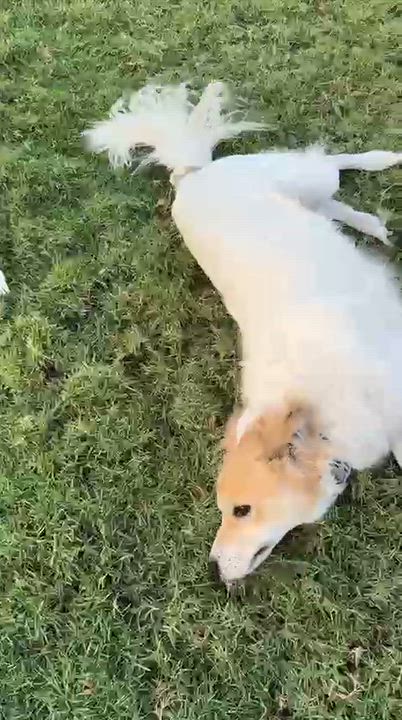 Enlarge Chico, a Adoptable mixed breed in Danbury , CT video 3/4