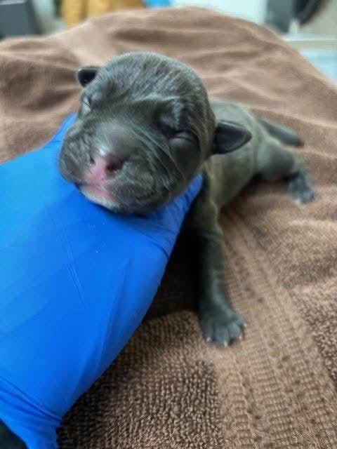 Tank (fka Cupid), Adopted, Young Male American Staffordshire Terrier.