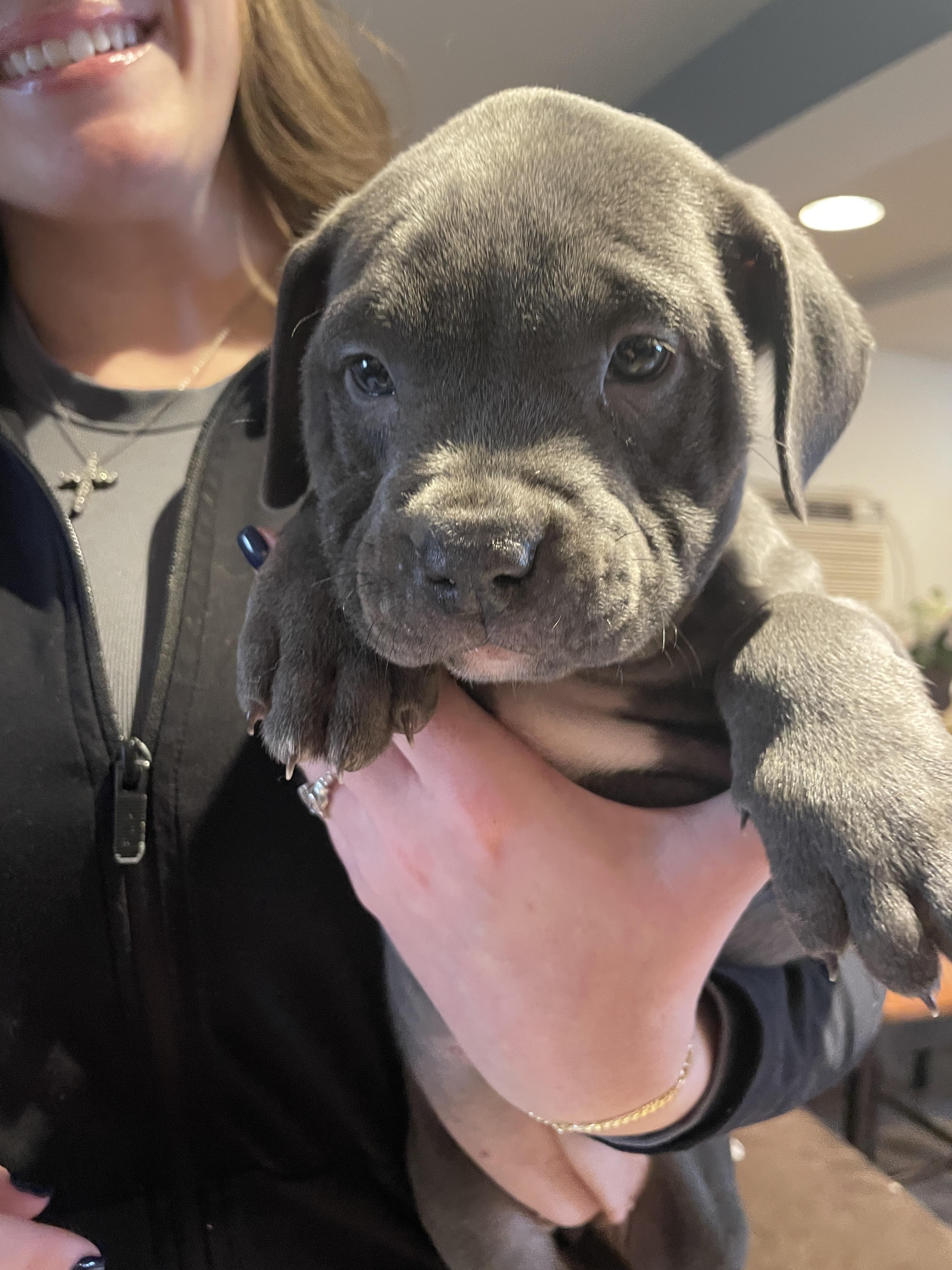 Enlarge Tank (fka Cupid), a Adopted American Staffordshire Terrier in Lincoln Park, NJ image 3/6