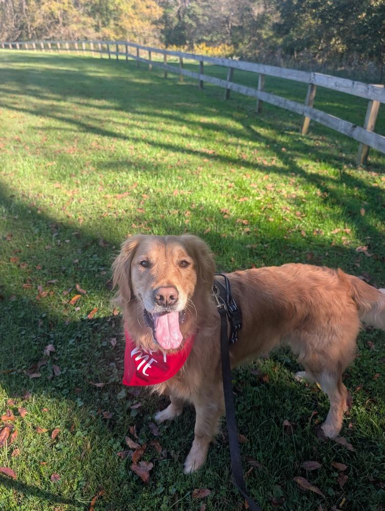 Griffin, Adoptable, Adult Male Golden Retriever.