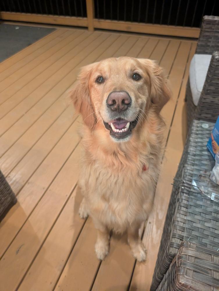 Enlarge Griffin, a Adoptable Golden Retriever in Springdale, PA image 2/5