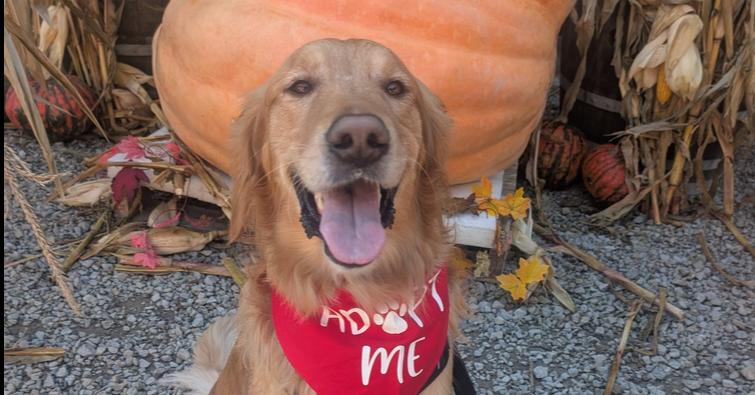 Enlarge Griffin, a Adoptable Golden Retriever in Springdale, PA image 3/5