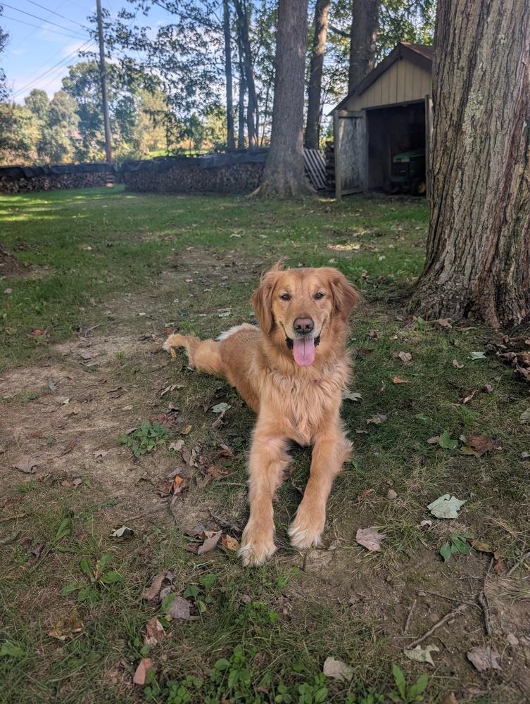 Enlarge Griffin, a Adoptable Golden Retriever in Springdale, PA image 4/5