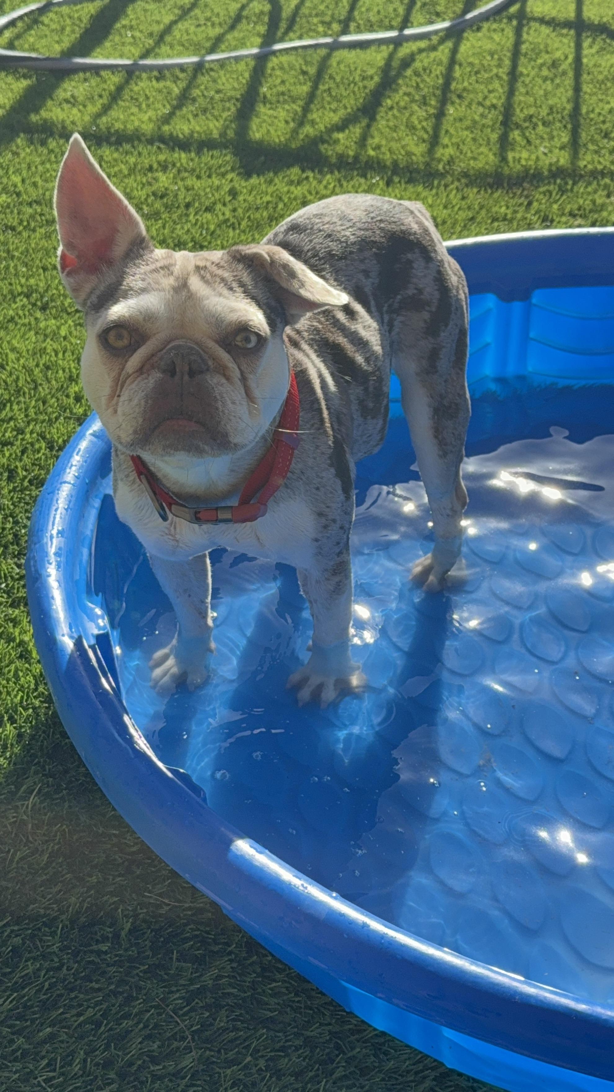 Hazel, Adoptable, Adult Female French Bulldog.