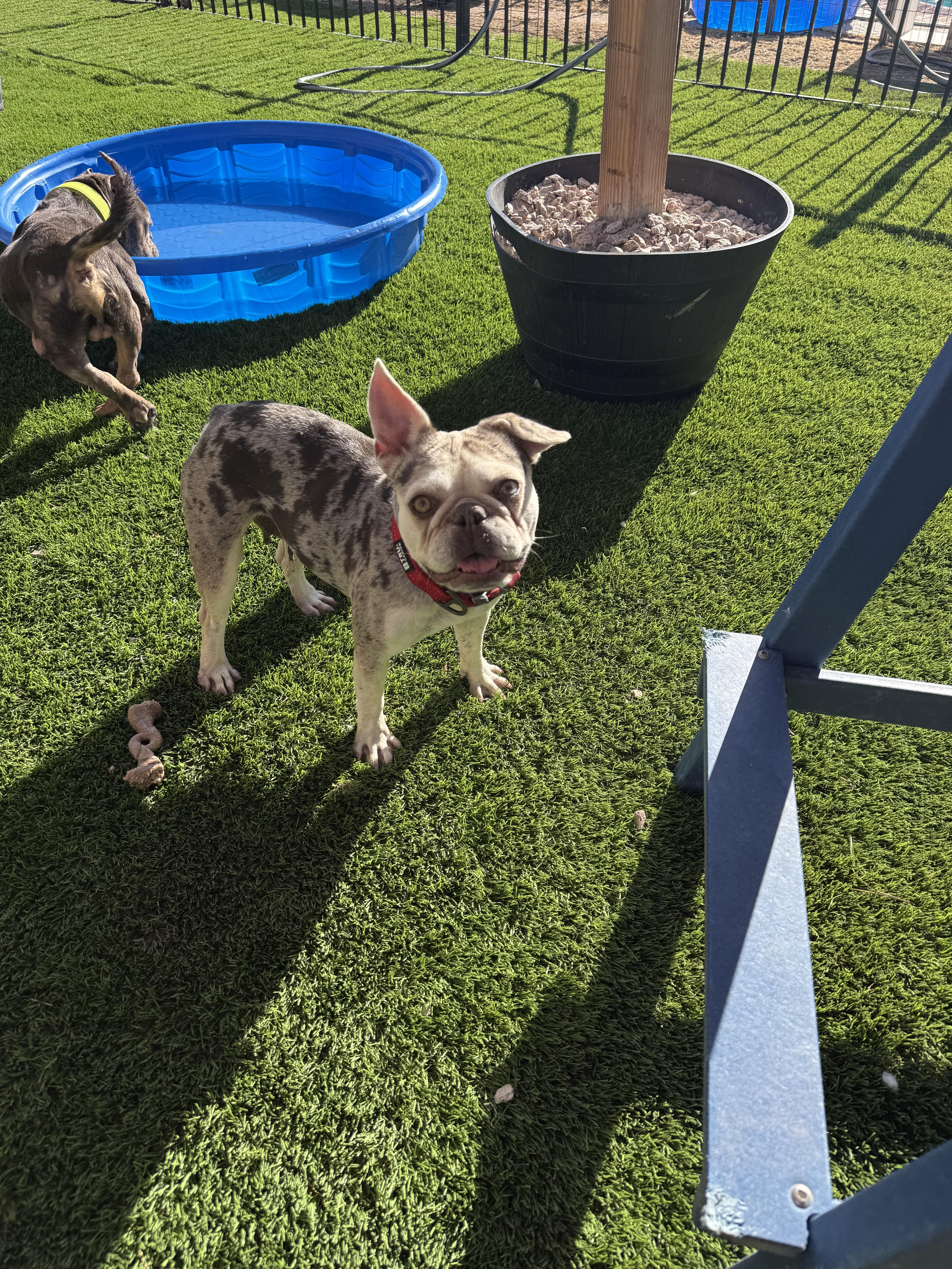 Hazel, a Adoptable French Bulldog in Mesa, AZ image 2/6