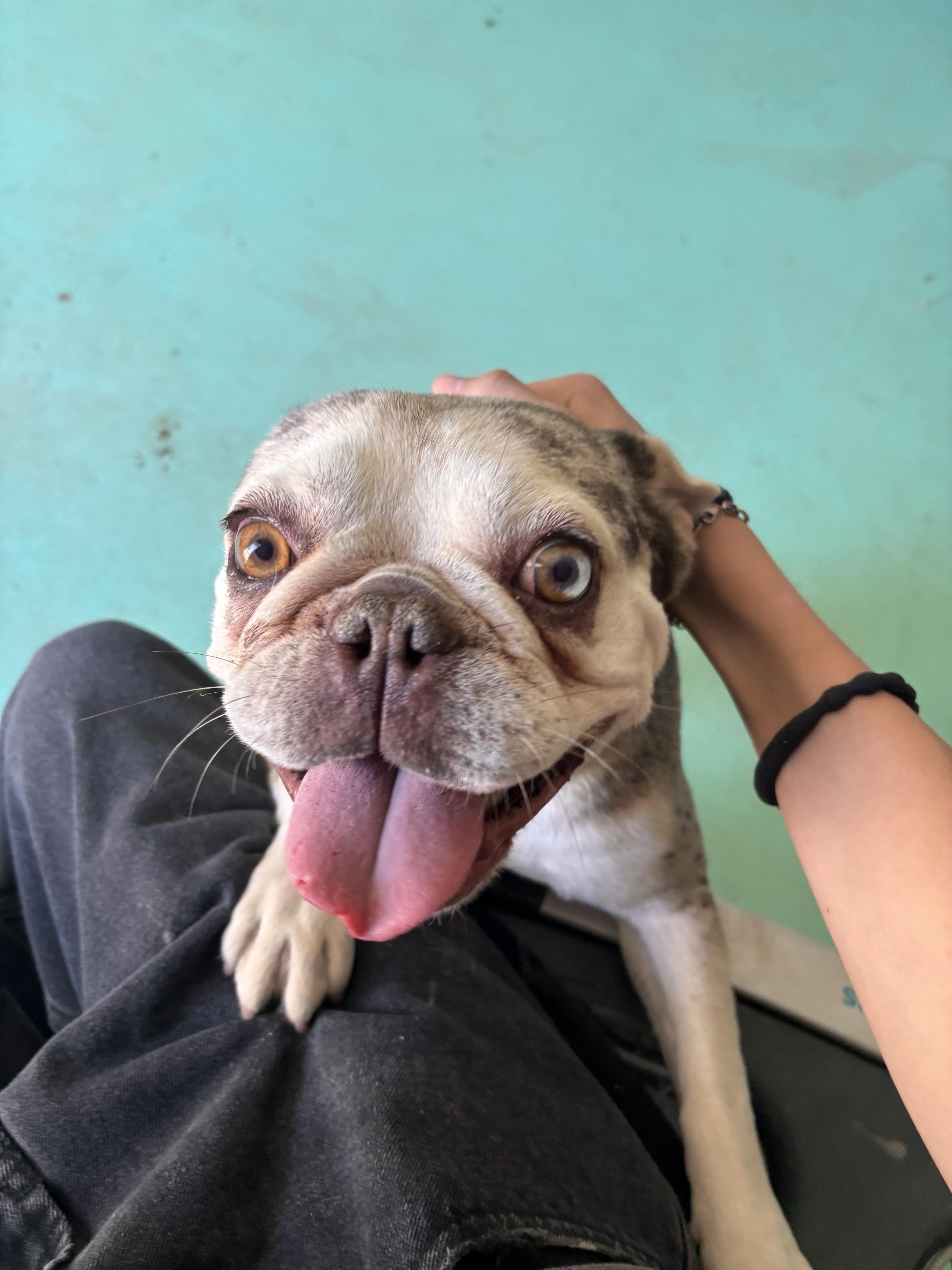 Hazel, a Adoptable French Bulldog in Mesa, AZ image 3/6