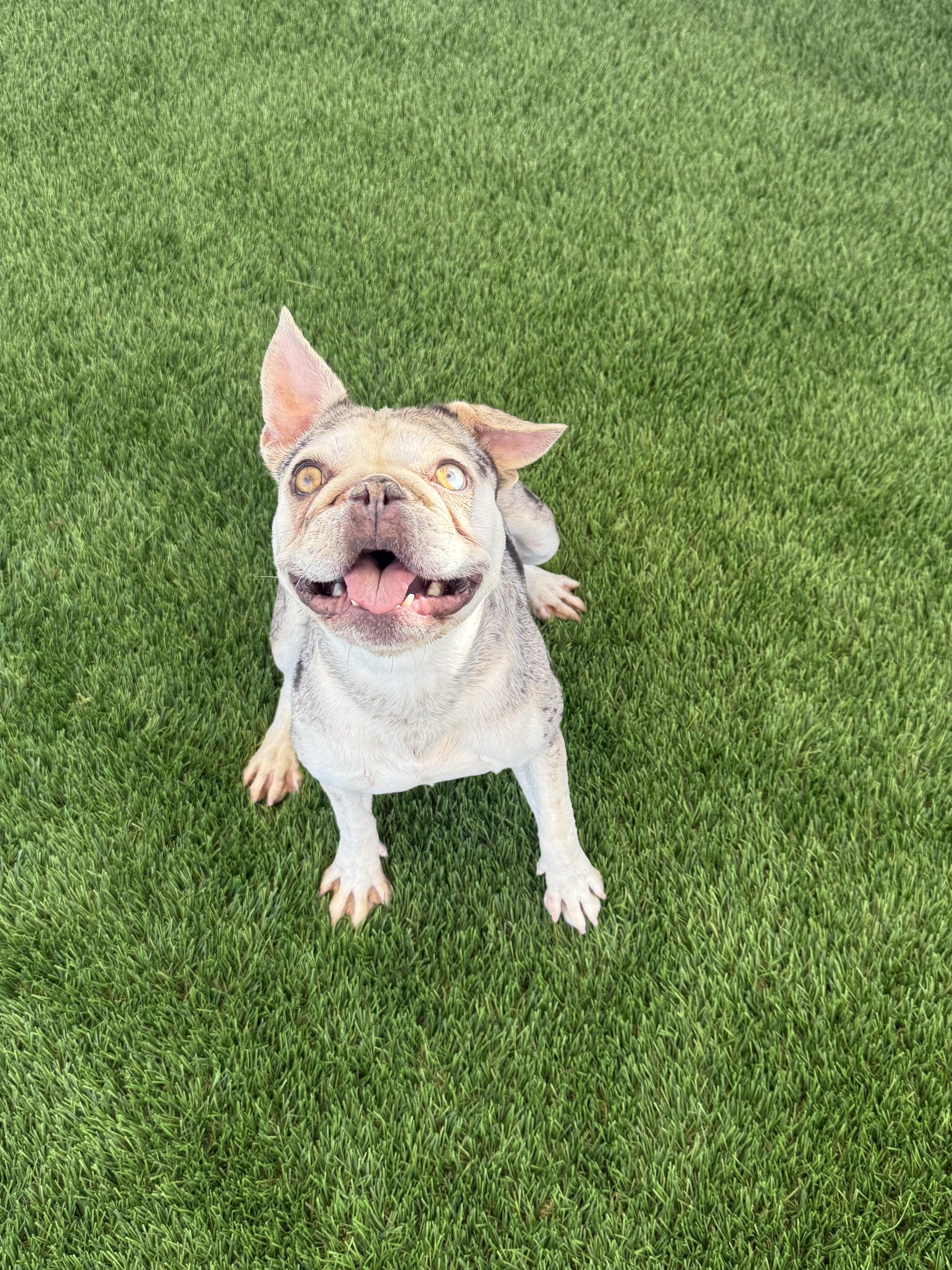 Hazel, a Adoptable French Bulldog in Mesa, AZ image 4/6