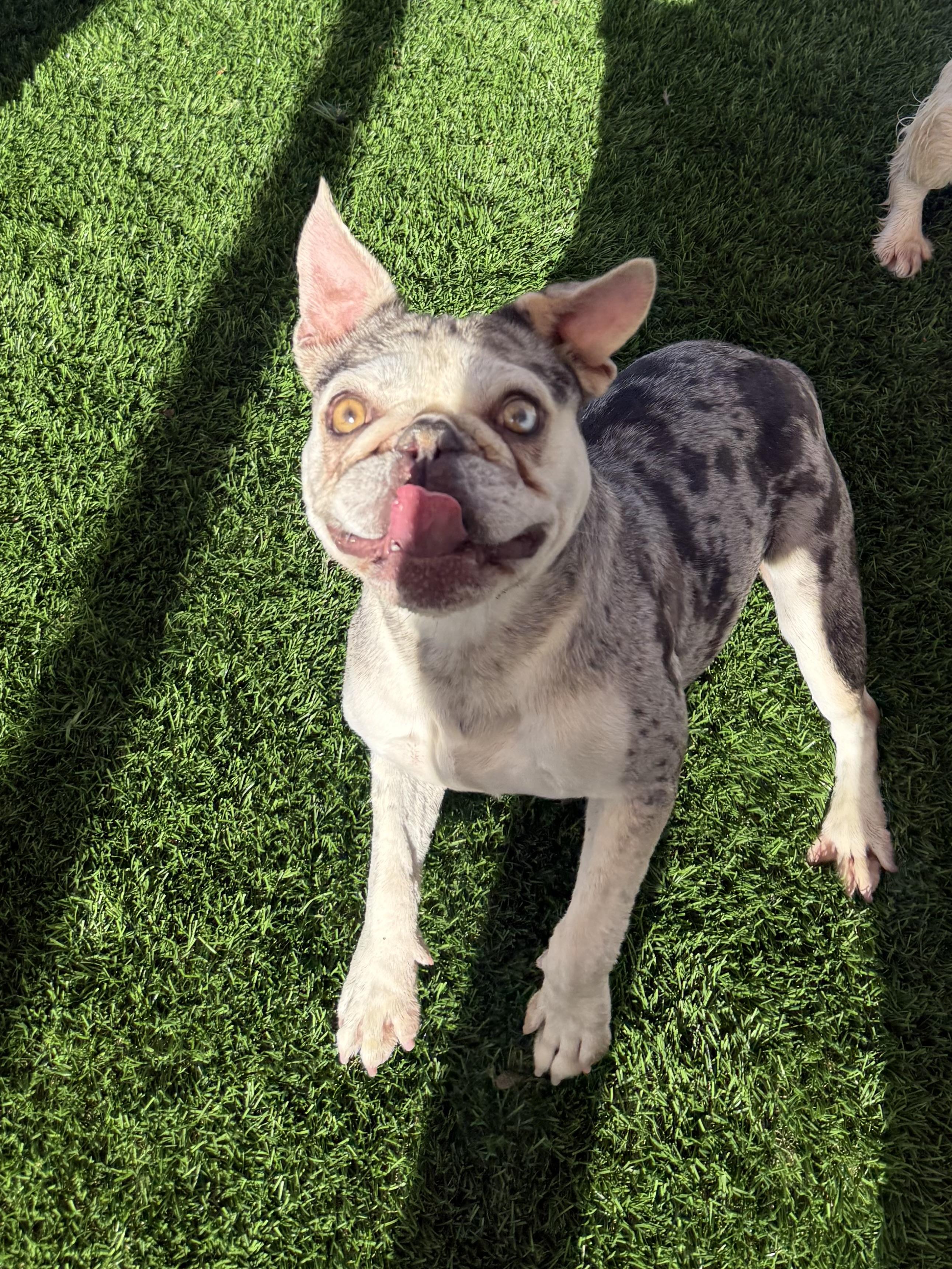 Hazel, a Adoptable French Bulldog in Mesa, AZ image 5/6