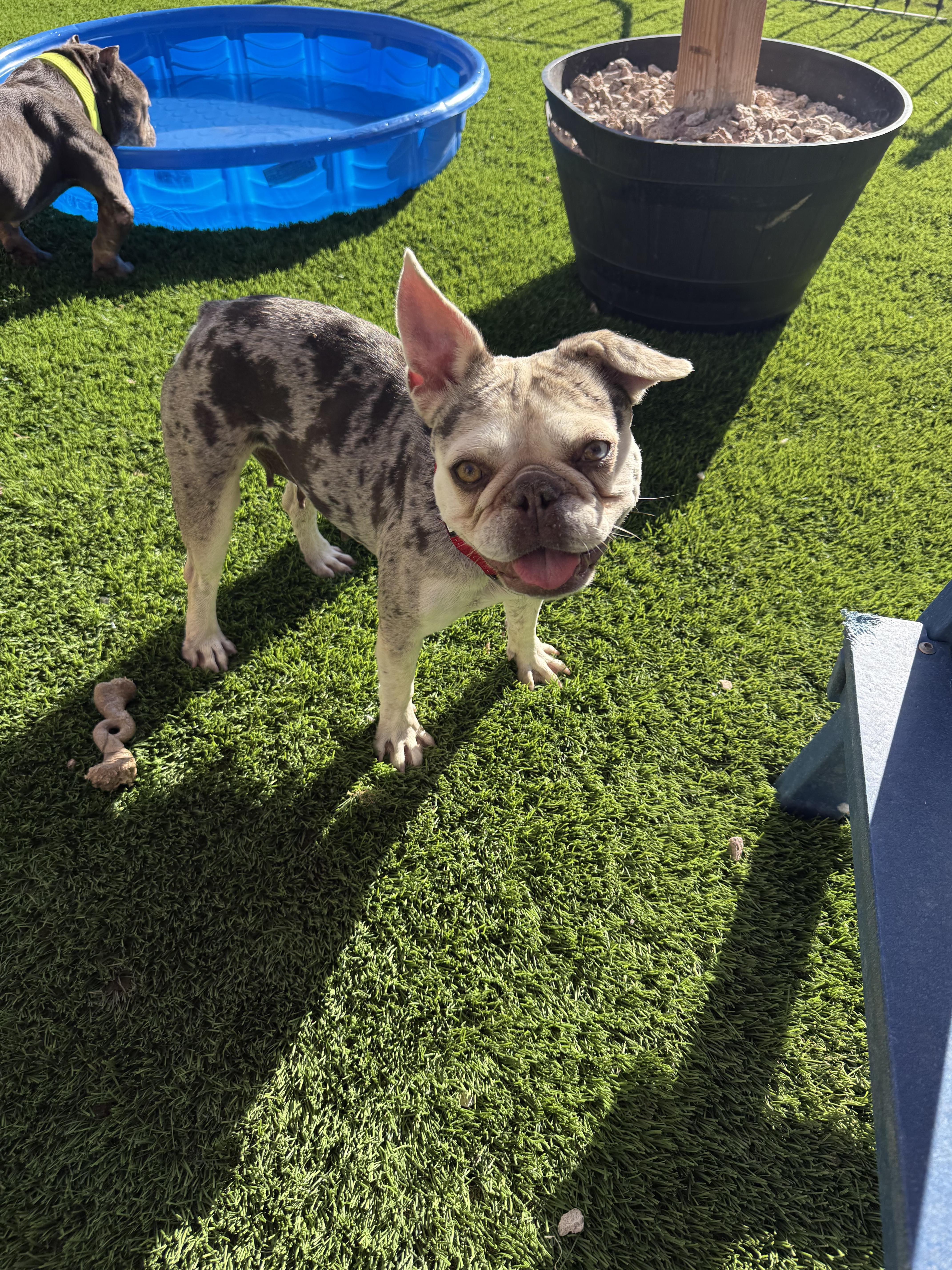Hazel, a Adoptable French Bulldog in Mesa, AZ image 6/6