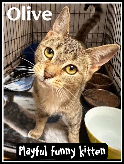 Olivewillow Grove photo 1