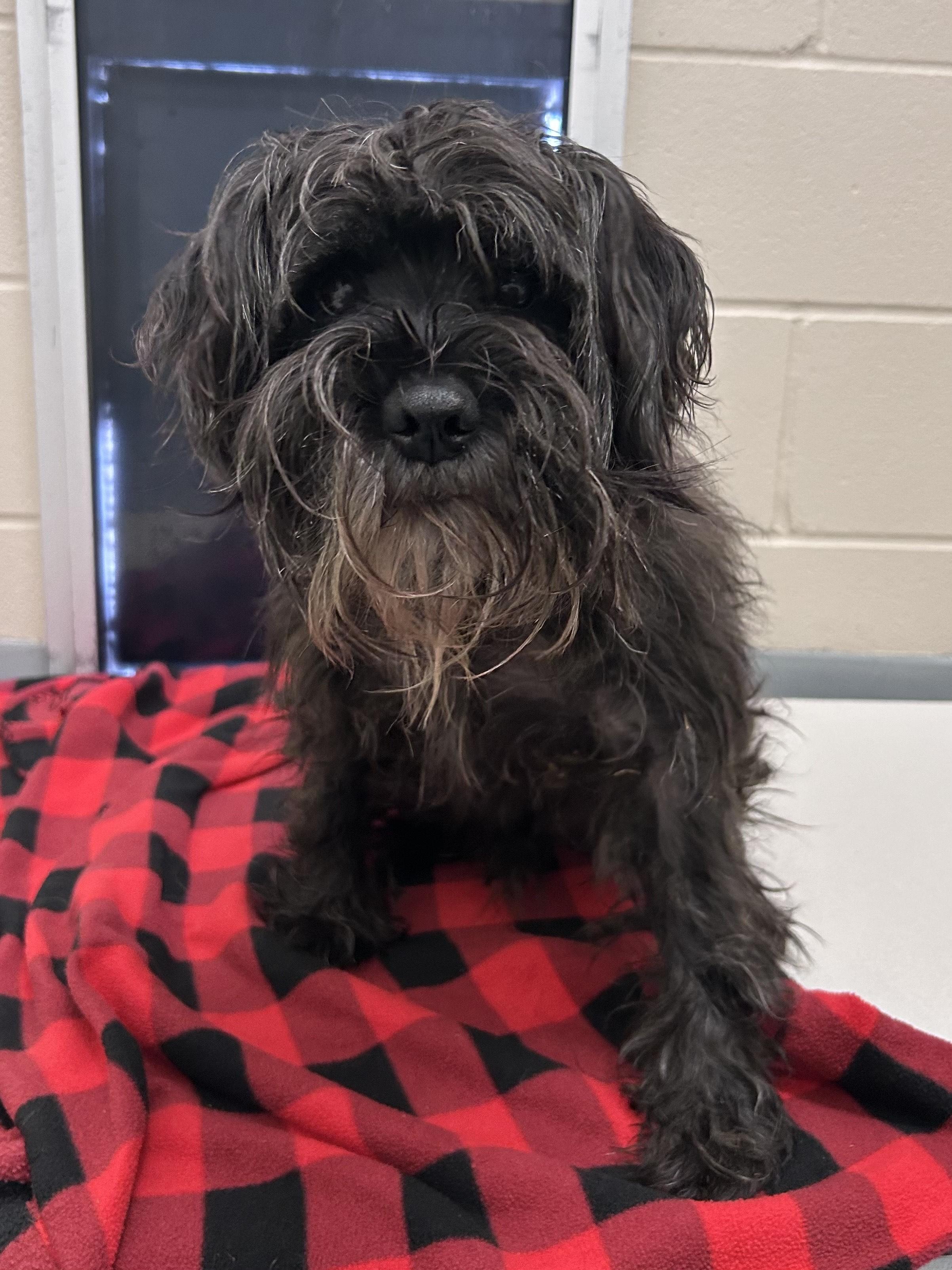 Enlarge Gravy, an adopted mixed breed in Mason City, IA image 1/1