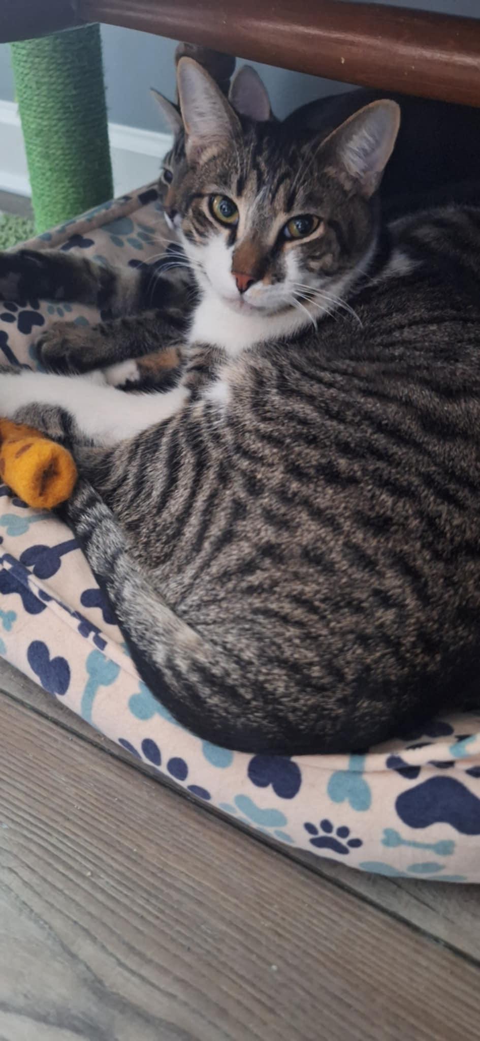 Enlarge Luis, a Adoptable Domestic Short Hair in BUTLER, PA image 2/6