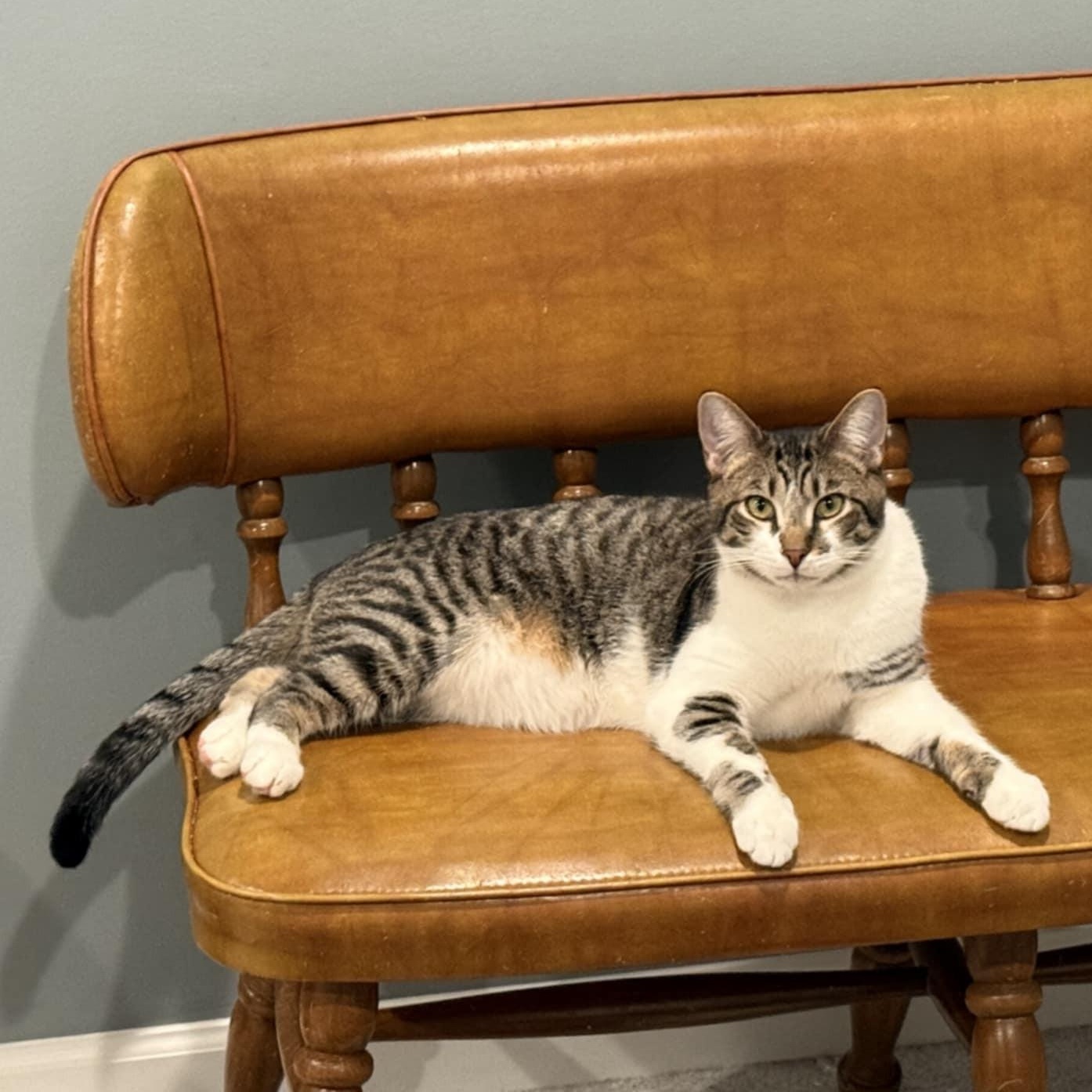 Luis, Adoptable, Young Male Domestic Short Hair.