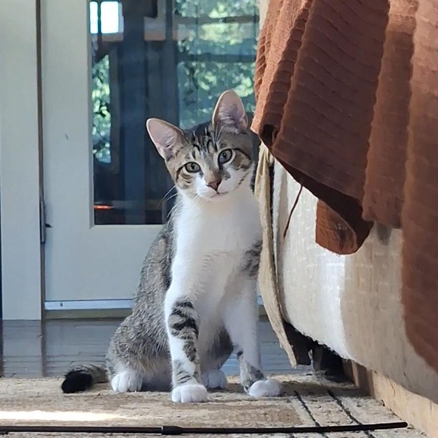 Enlarge Luis, a Adoptable Domestic Short Hair in BUTLER, PA image 4/6