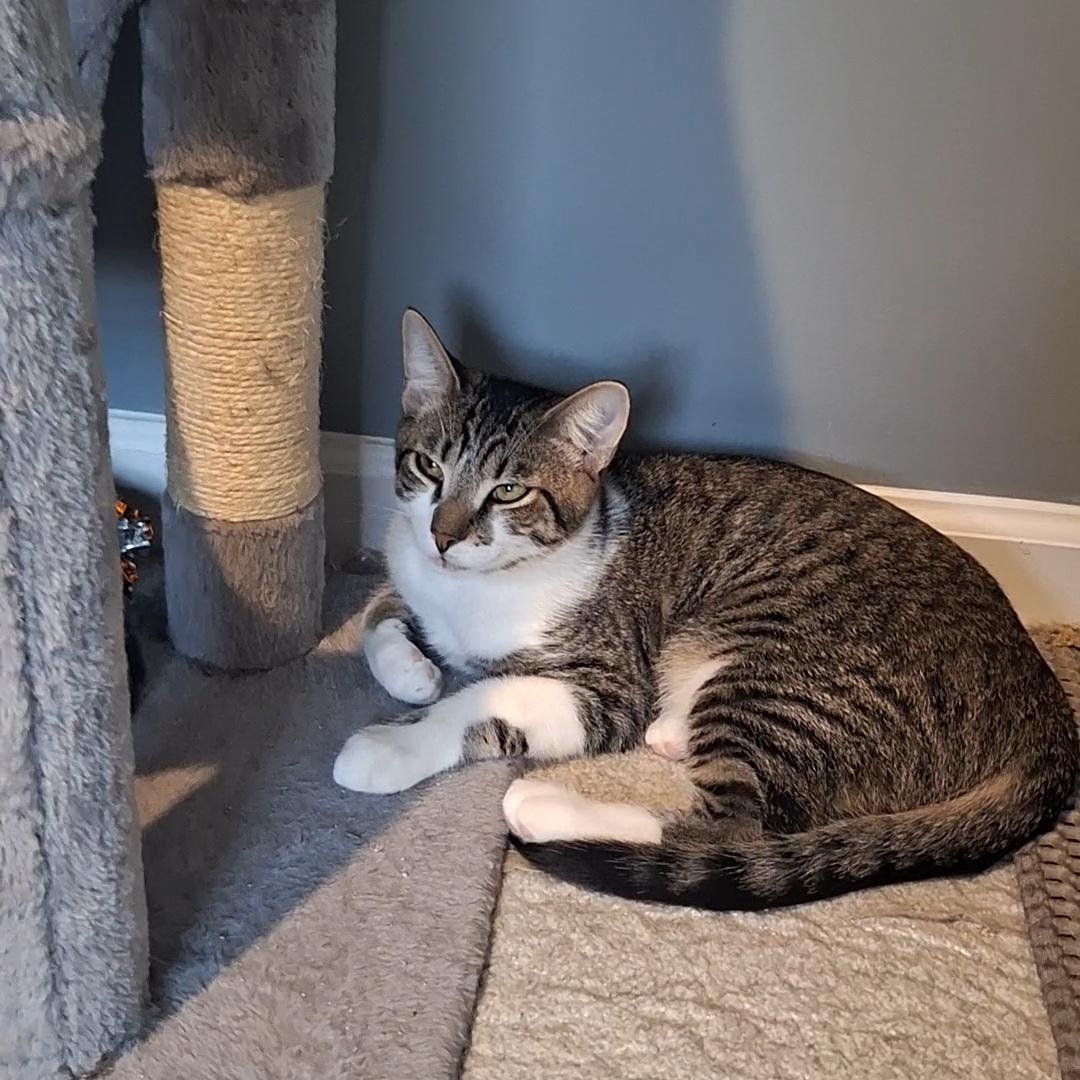 Enlarge Luis, a Adoptable Domestic Short Hair in BUTLER, PA image 3/6