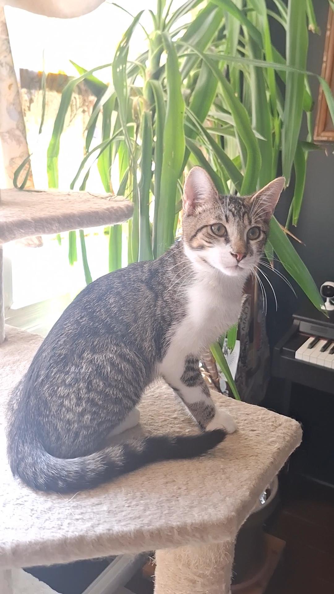 Enlarge Luis, a Adoptable Domestic Short Hair in BUTLER, PA image 6/6