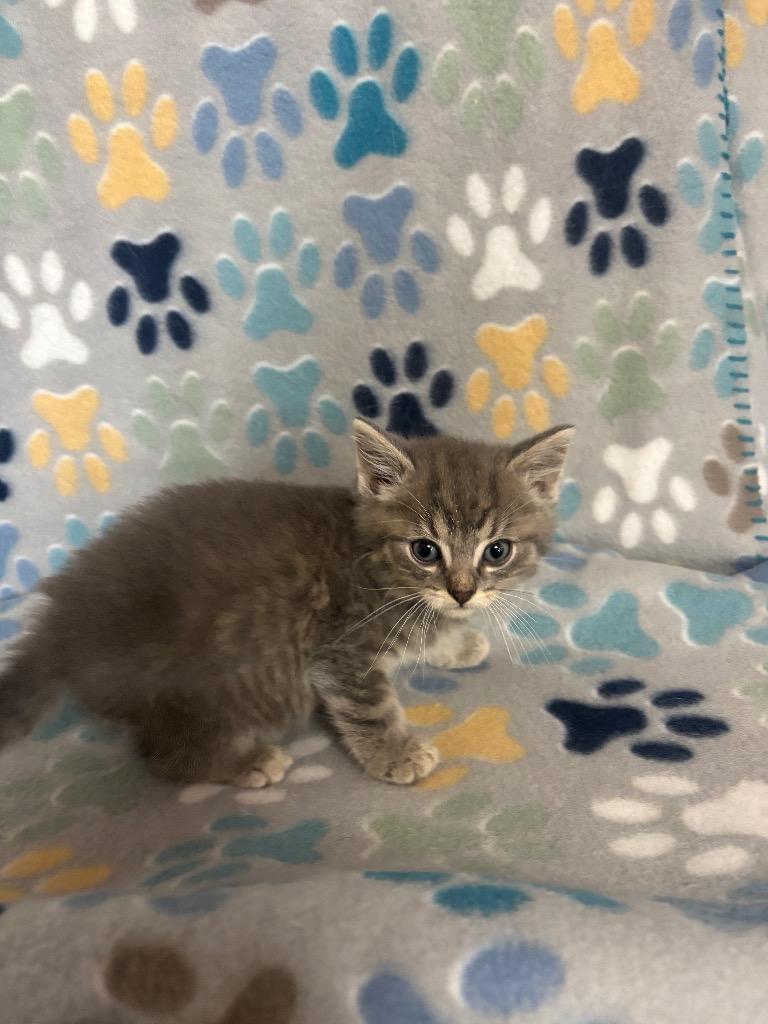 Skipper, Adoptable, Kitten Male Domestic Short Hair.