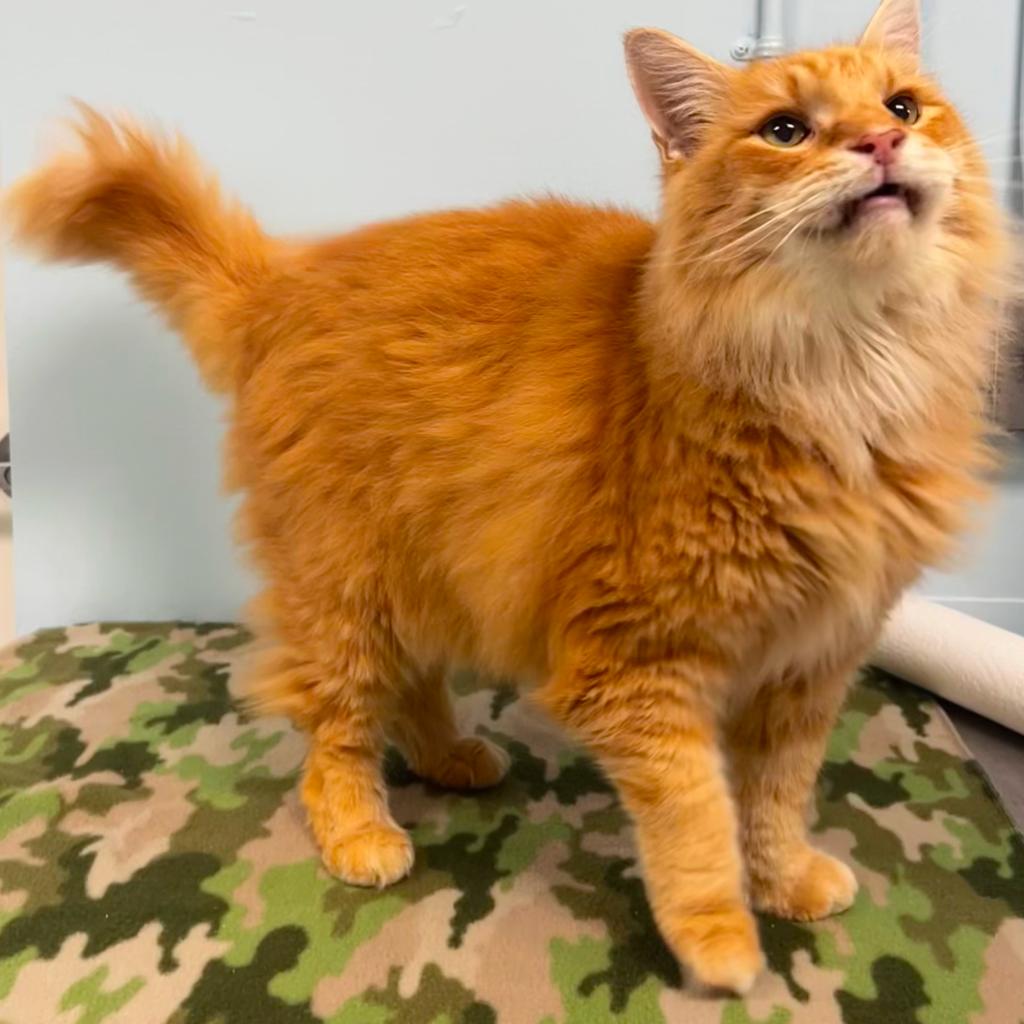 Enlarge Monster, a Adoptable Domestic Long Hair in Winchester, TN image 1/3