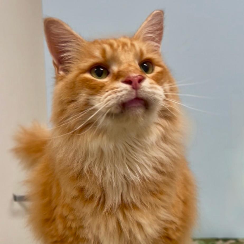 Enlarge Monster, a Adoptable Domestic Long Hair in Winchester, TN image 2/3