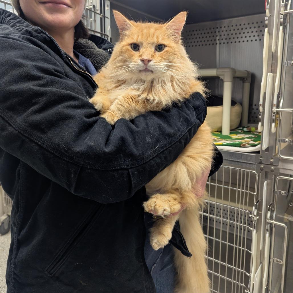 Enlarge Monster, a Adoptable Domestic Long Hair in Winchester, TN image 3/3