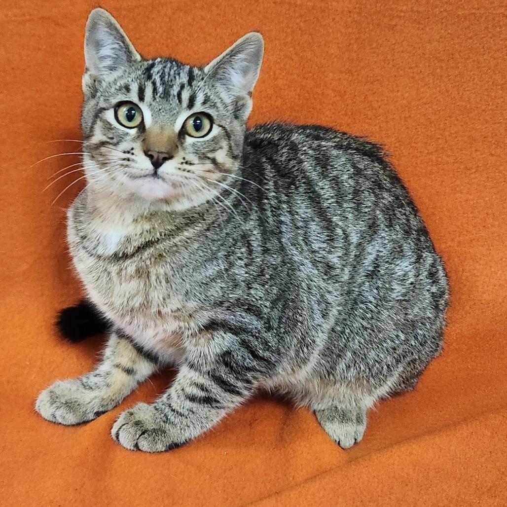 Ginnerette, Adoptable, Kitten Female Domestic Short Hair.