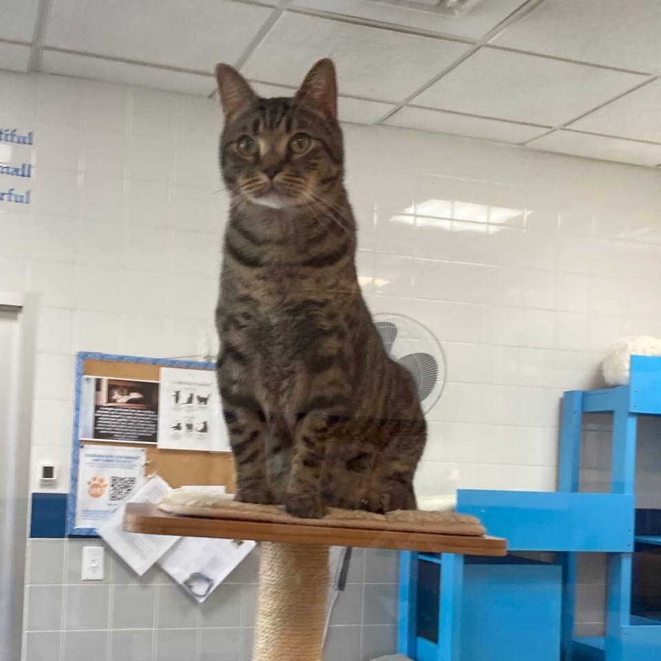Enlarge Tiger, a Adoptable Domestic Short Hair in Wantagh, NY image 2/6