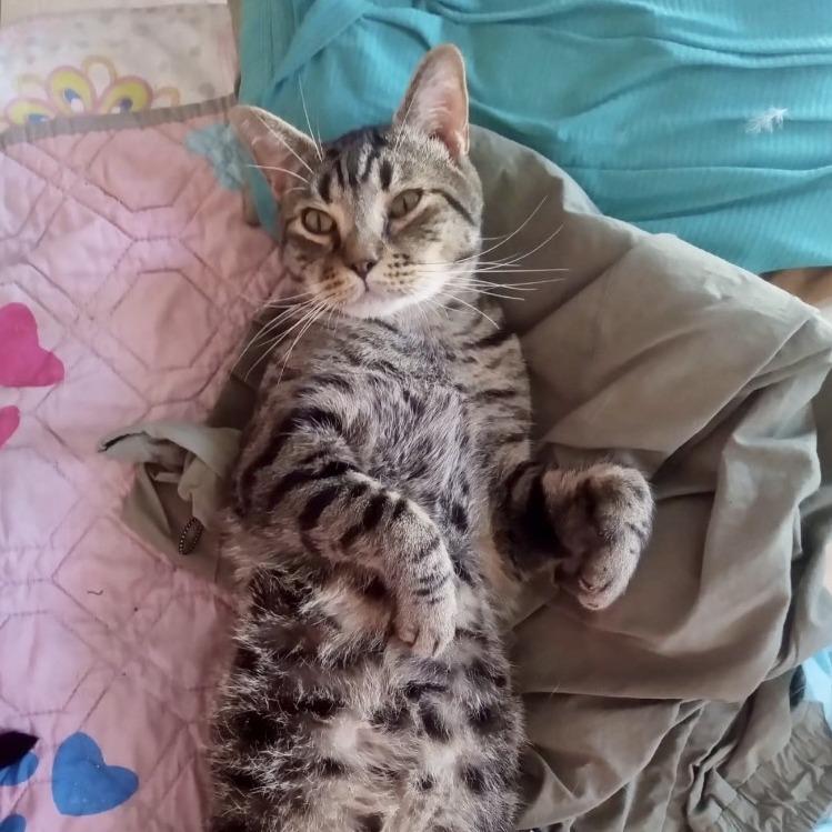Enlarge Tiger, a Adoptable Domestic Short Hair in Wantagh, NY image 3/6