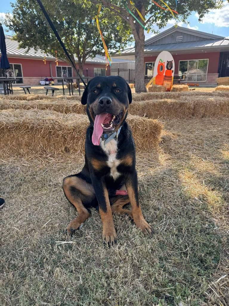 Enlarge Barkley, a Adoptable Rottweiler in San Antonio, TX image 1/3