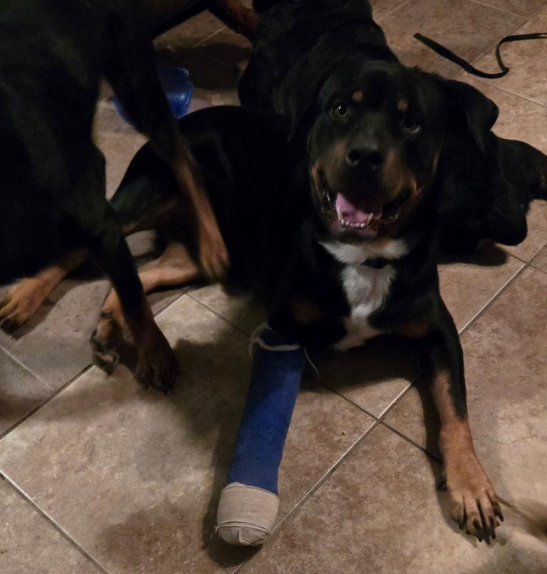 Enlarge Barkley, a Adoptable Rottweiler in San Antonio, TX image 2/3