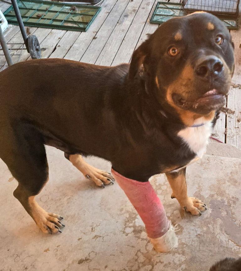 Enlarge Barkley, a Adoptable Rottweiler in San Antonio, TX image 3/3