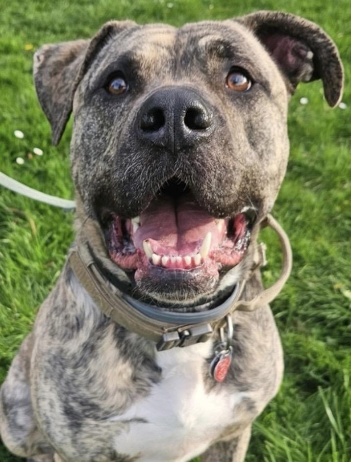 Bear (Harvey)